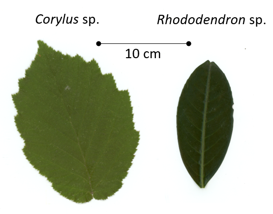 Corylus and Rhododendron leaves