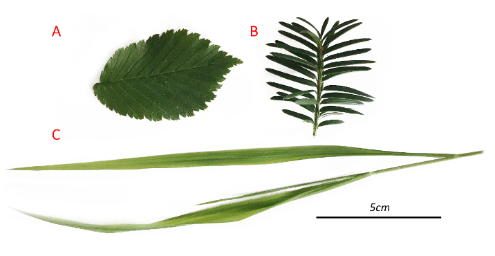E-TRAINEE: Optical parameters of foliage – leaf level - E-TRAINEE Course