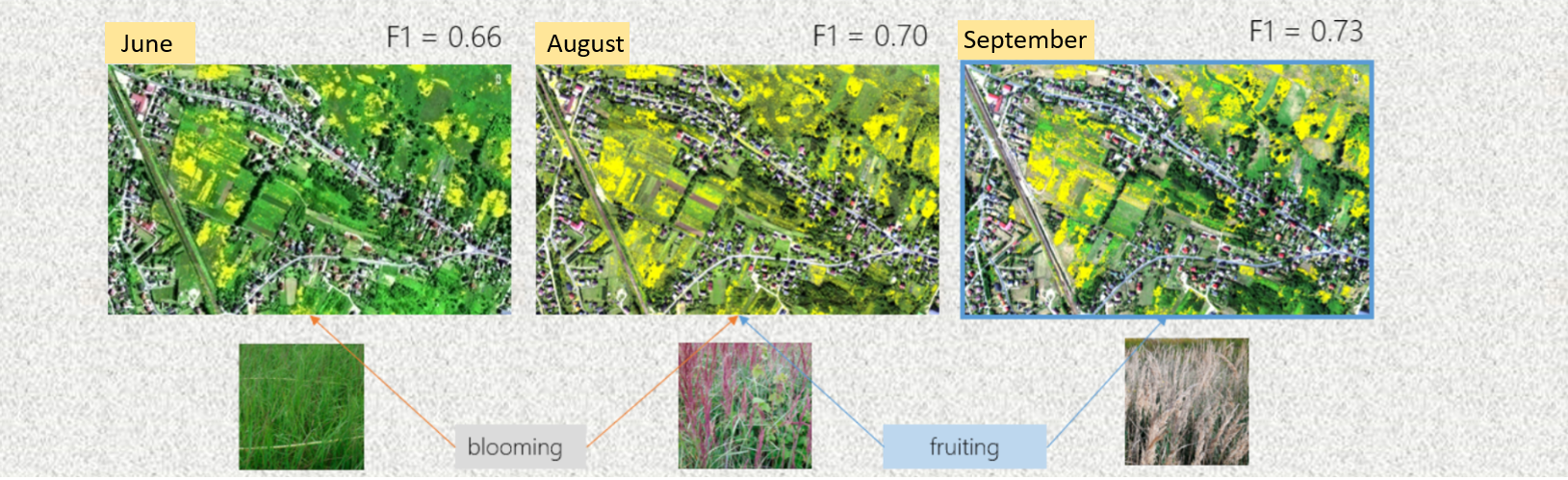 Different phenological phases of Calamagrostis epigejos.